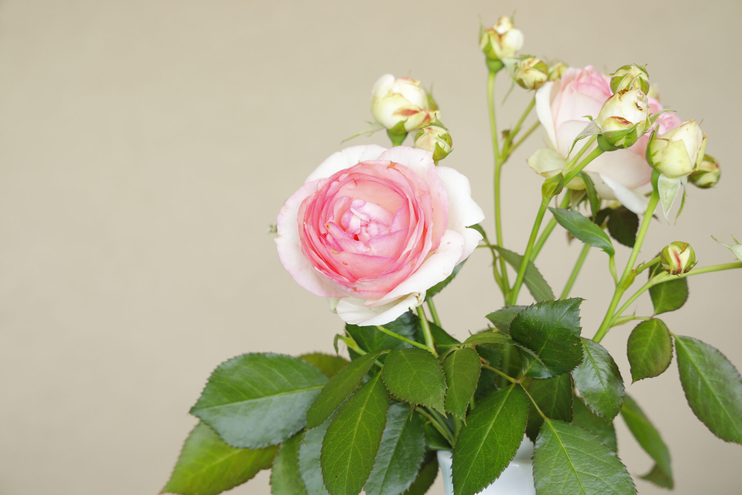 受付のお花
